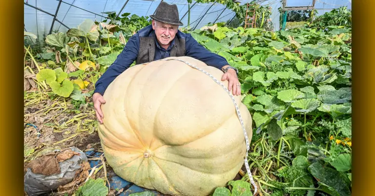 ৯৬৯ কেজি ওজনের কুমড়ো